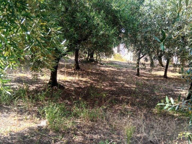 Terreno in vendita a Grottaferrata RM