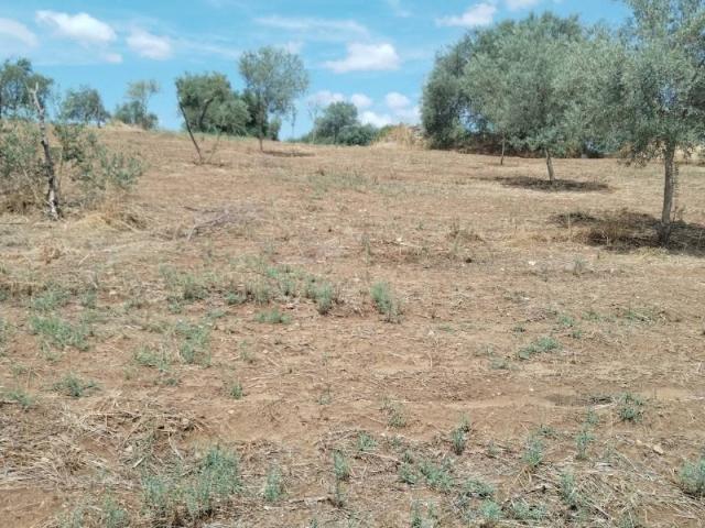 Terreno in vendita a Grammichele CT