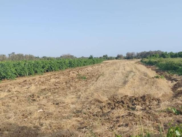 Terreno in vendita a Guagnano LE