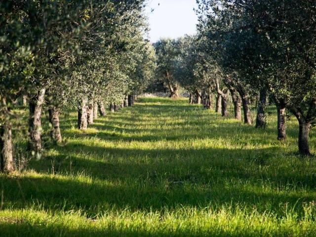 Terreno in vendita a Imola BO