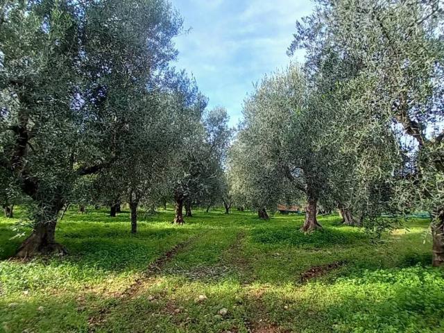 Terreno in vendita a Ischitella FG
