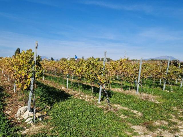 Terreno in vendita a Lazise VR