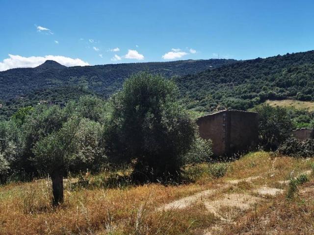 Terreno in vendita a Loceri NU