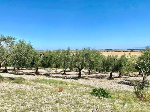 Terreno in vendita a Lucera FG