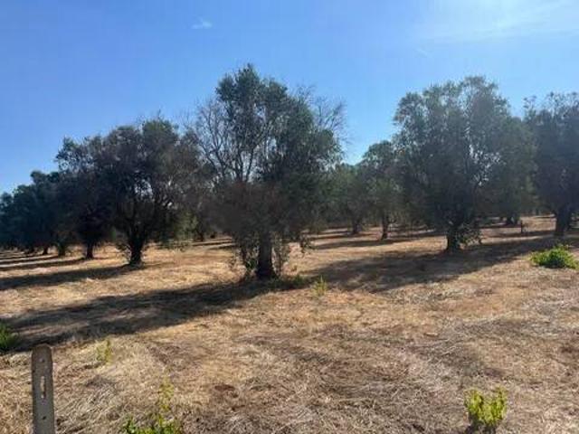 Terreno in vendita a Manduria TA