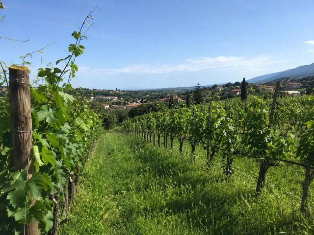 Terreno in vendita a Marano di Valpolicella VR