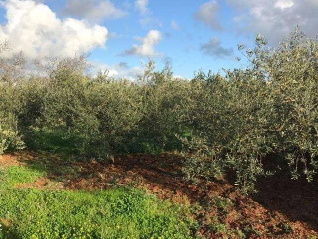 Terreno in vendita a Marsala TP