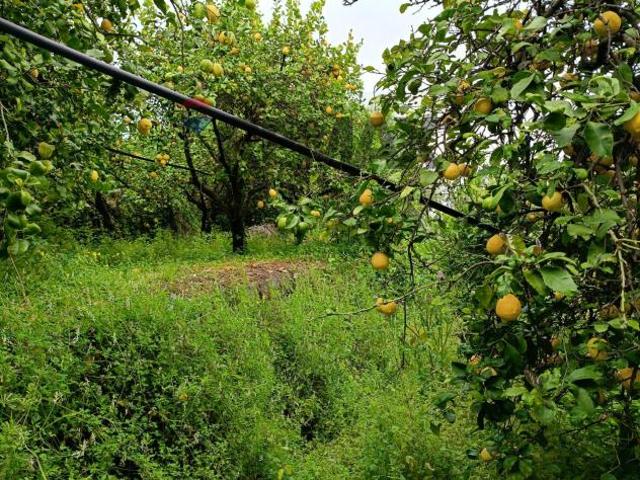 Terreno in vendita a Mascali, Nunziata