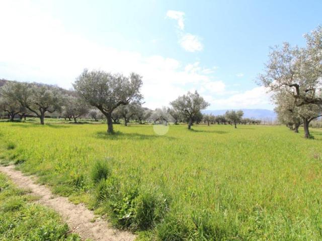Terreno in vendita a Montalto Uffugo CS