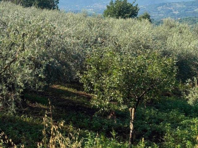Terreno in vendita a Montemiletto AV