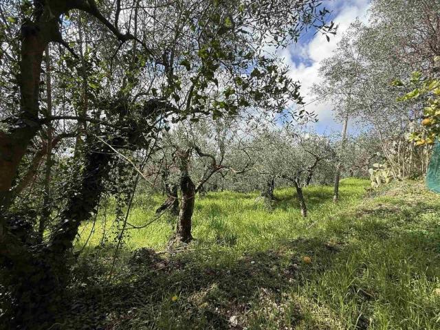 Terreno in vendita a Montecorvino Pugliano SA