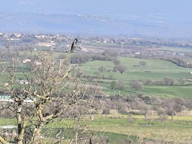 Terreno in vendita a Montefiascone VT