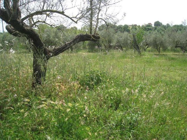 Terreno in vendita a Montefiascone VT