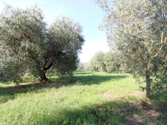 Terreno in vendita a Montelibretti RM