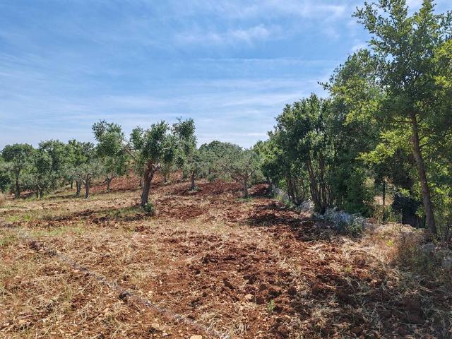Terreno in vendita a Monopoli BA