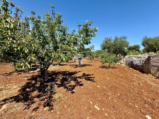 Terreno in vendita a Monopoli BA