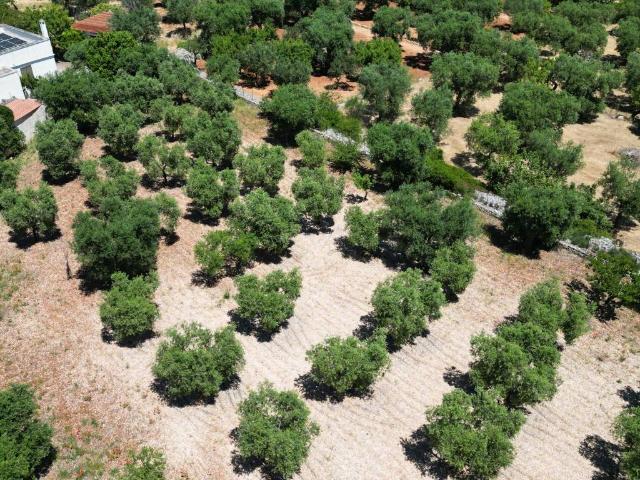 Terreno in vendita a Monopoli BA