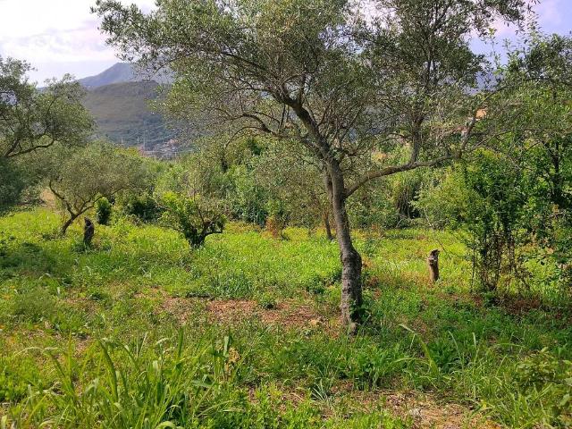 Terreno in vendita a Monreale PA