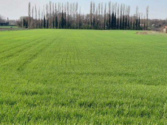 Terreno in vendita a Monselice PD
