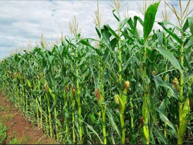 Terreno in vendita a Mogliano Veneto TV