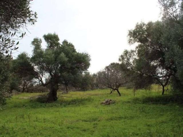 Terreno in vendita a Mola di Bari BA