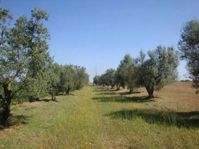 Terreno in vendita a Moscufo PE
