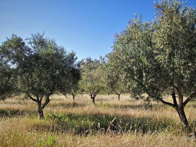 Terreno in vendita a Murlo SI