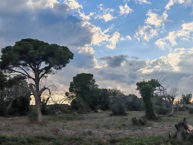 Terreno in vendita a Muro Leccese LE