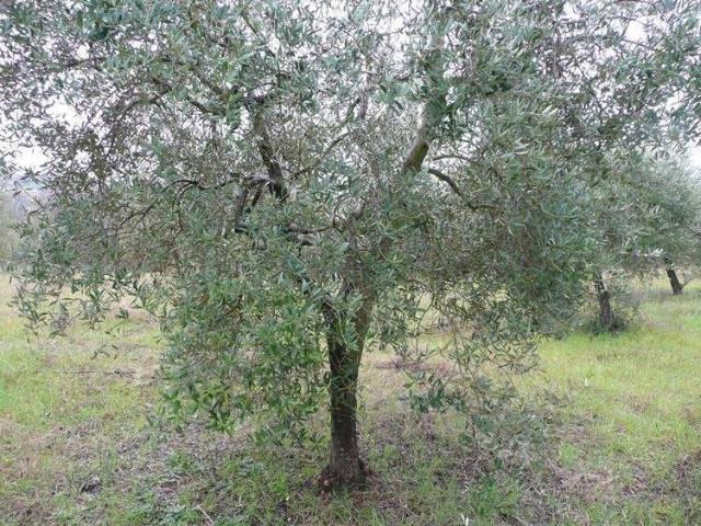 Terreno in vendita a Naro AG