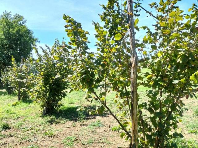 Terreno in vendita a Nepi VT