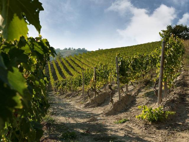 Terreno in vendita a Neviglie CN