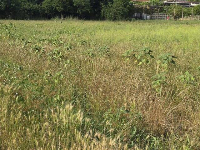 Terreno in vendita a Nocera Superiore SA