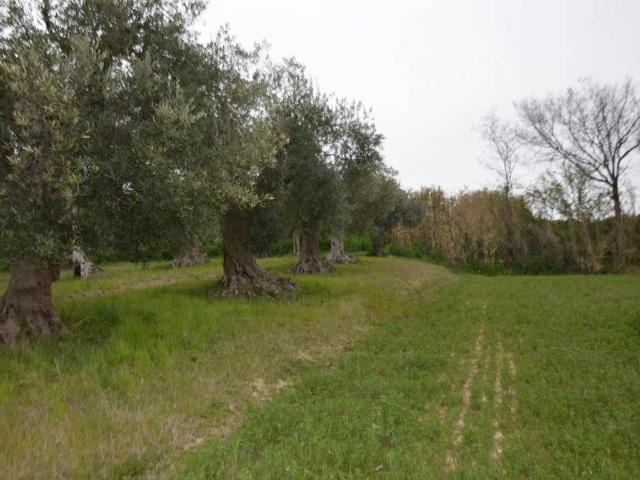 Terreno in vendita a Osimo AN