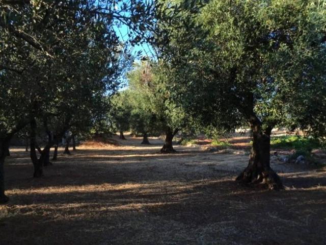 Terreno in vendita a Ostuni BR