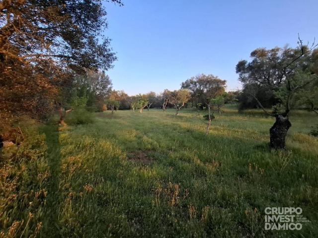 Terreno in vendita a Ostuni BR