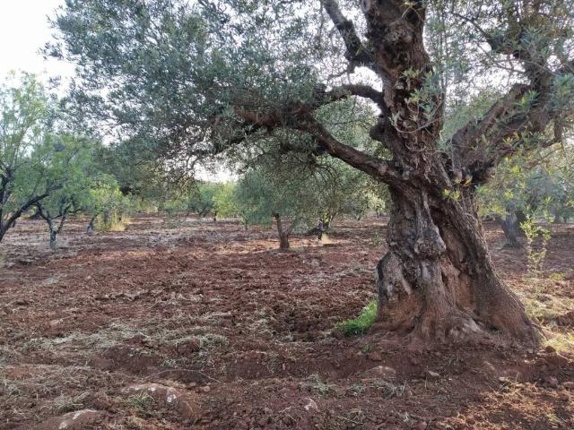Terreno in vendita a Ostuni BR