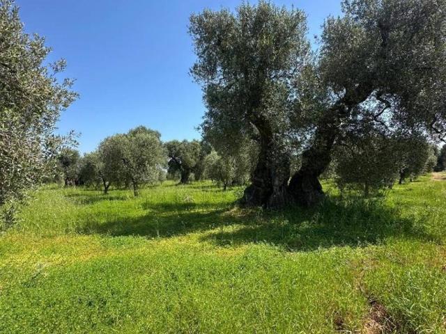 Terreno in vendita a Ostuni BR