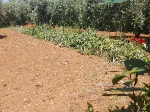 Terreno in vendita a Orbetello GR