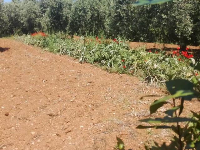 Terreno in vendita a Orbetello GR