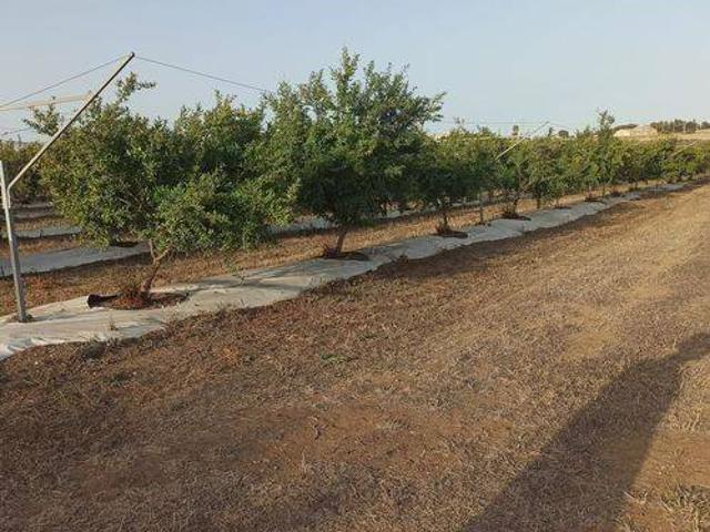 Terreno in vendita a Pachino SR