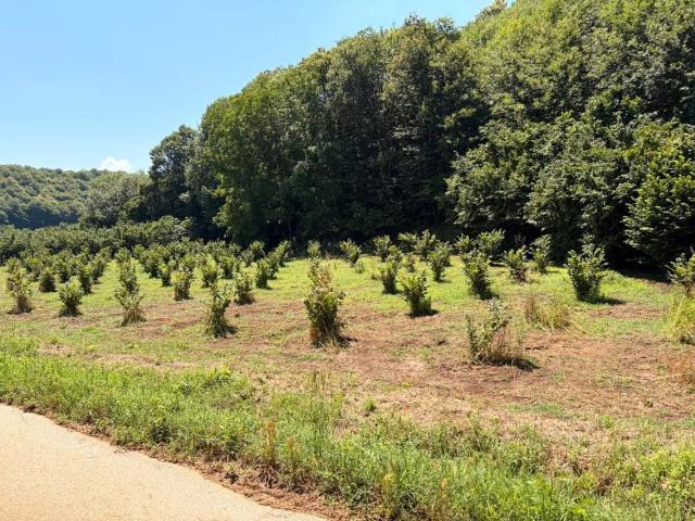 Terreno in vendita a Palestrina RM