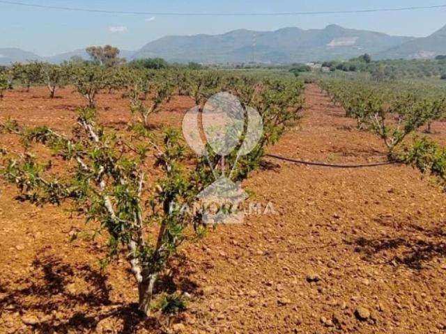 Terreno in vendita a Partinico PA