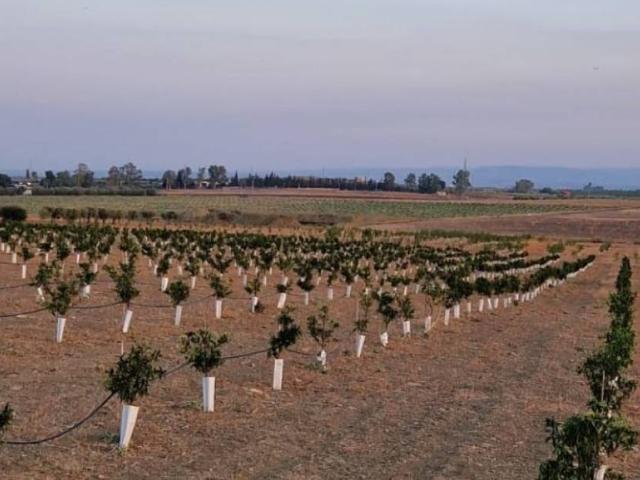 Terreno in vendita a Paternò CT