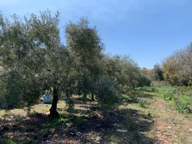 Terreno in vendita a Pedara CT
