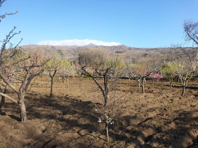 Terreno in vendita a Pedara CT