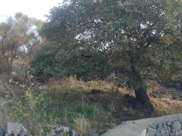 Terreno in vendita a Pedara CT