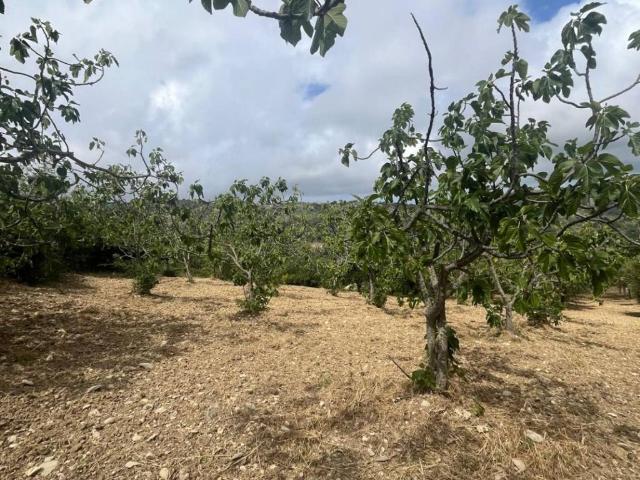 Terreno in vendita a Perdifumo SA