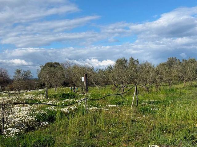 Terreno in vendita a Piombino LI