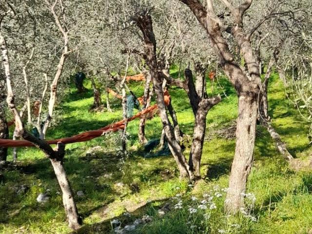 Terreno in vendita a Pietrasanta, Capezzano Monte