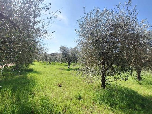 Terreno in vendita a Rapolano Terme SI